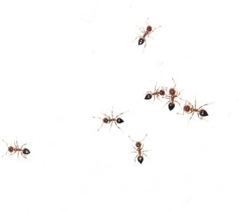 ants on a white wall. macro