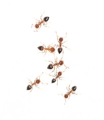 ants on a white wall. macro