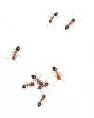 ants on a white wall. macro