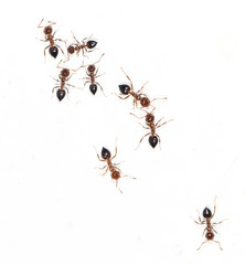 ants on a white wall. macro