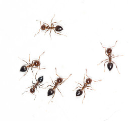 ants on a white wall. macro