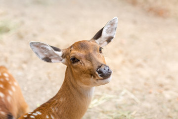 Fototapeta premium Reh schaut süß