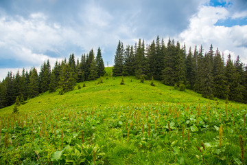 Fototapeta na wymiar Summer landscape in the Carpathian mountains