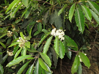 Japanischer Klebsame (Pittosporum tobira)