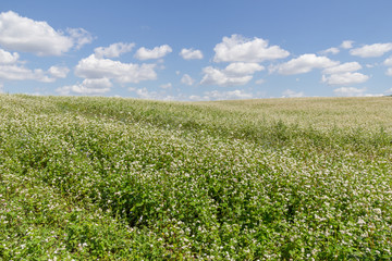 Fototapeta na wymiar Summer landscape with flowering buckwheat field on a sunny day