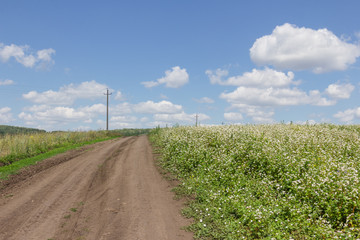 Fototapeta na wymiar Summer landscape with flowering buckwheat field and a dirt road on a sunny day