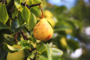pear on the tree in the garden summer rustic background