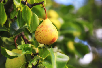 pear on the tree in the garden summer rustic background