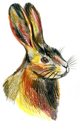 Illustration of rabbit