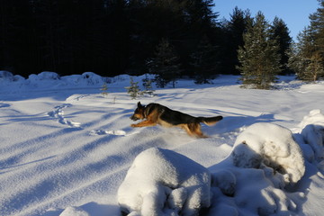 Собака немецкая овчарка на снегу зимним солнечным днем
