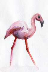 Pink flamongo illustration