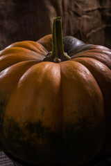 Orange cucurbita