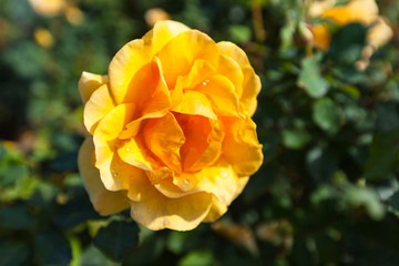 Close up view of yellow rose