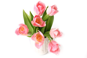 Pink tulips isolated on white background spring summer mothers day