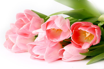 Fototapeta premium Pink tulips isolated on white background spring summer mothers day