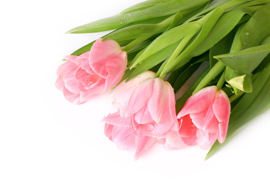 Pink tulips isolated on white background spring summer mothers day