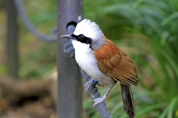 White-crested Laughing thrush standing, miami zoo, small white and brown bird
