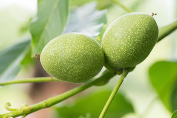 Two bright green walnuts on the branch between leaves