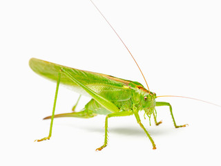 Green locust isolated on a white background