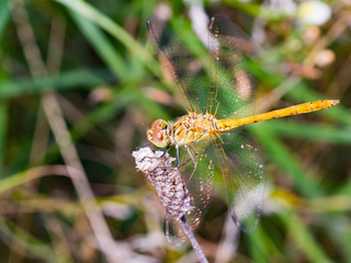 Red and green large Dragonfly