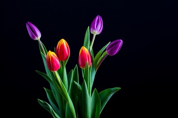 Beautiful tulip flowers isolated on black background