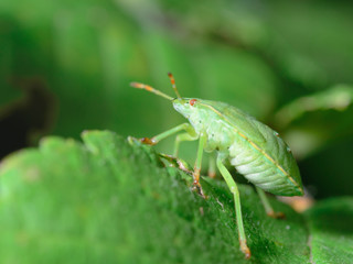 Green shield bug, Palomena prasina. View from the side.