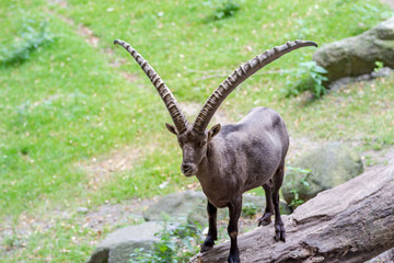 Stolzer Steinbock