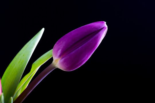 Fototapeta Beautiful tulip flowers isolated on black background