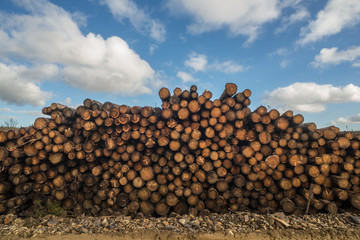 pile of freshly cut Sitka spruce forest lumber