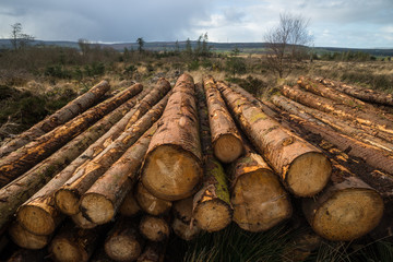 Cut forest tree logs background