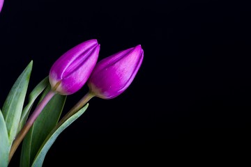 Beautiful tulip flowers isolated on black background