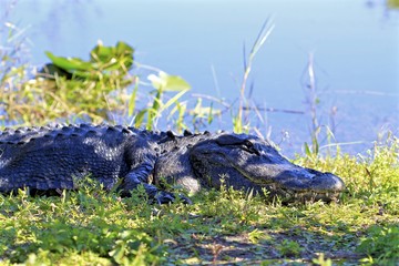 Alligator sleeping at Shark Valley National Park
