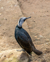 kormoran