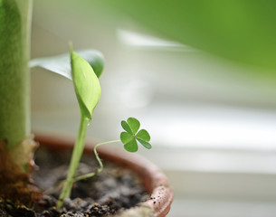 Closeup of  clover green young leaf