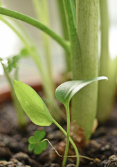 Closeup of  green young leaf