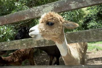 lama © patryk77