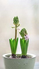 Growing Hyacinths in pot