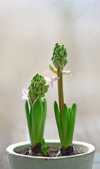 Growing Hyacinths in pot