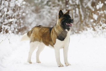 American Akita dog staying in the snow in winter forest