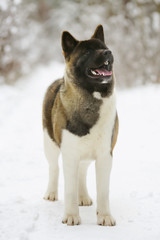 American Akita dog staying in the snow in winter forest