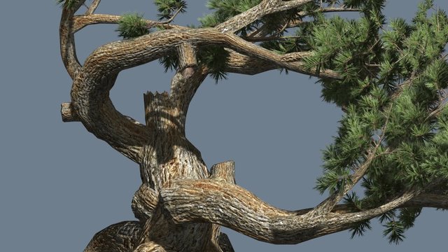 Jeffrey Pine Old Branches Pinus Jeffreyi Coniferous Evergreen Tree is Swaying at The Wind Glaucous Gray-Green Needle-Like Leaves Tree in Windy Day