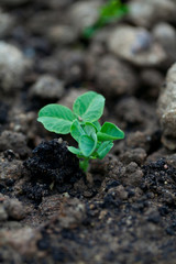pea seedling
