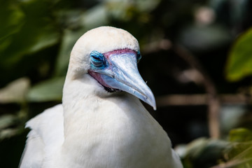 Red-Footed Booby Sleeping on Nest