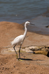 little egret on shore of lake victoria, tanzania