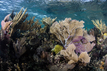 Fototapeta na wymiar Caribbean Coral Reef and Sea Fans