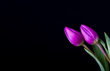 Beautiful tulip flowers isolated on black background