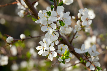 blooming cherry trees