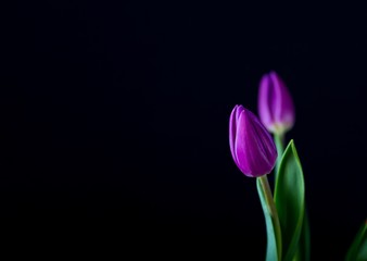 Beautiful tulip flowers isolated on black background
