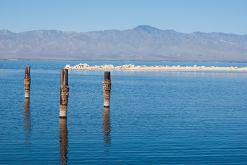 Posts in water at Salton Sea