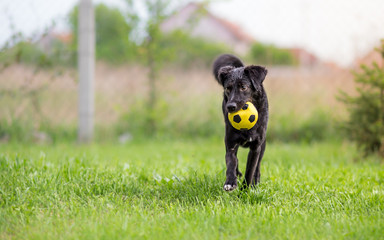 Black mixed breed dog playing with soccer ball